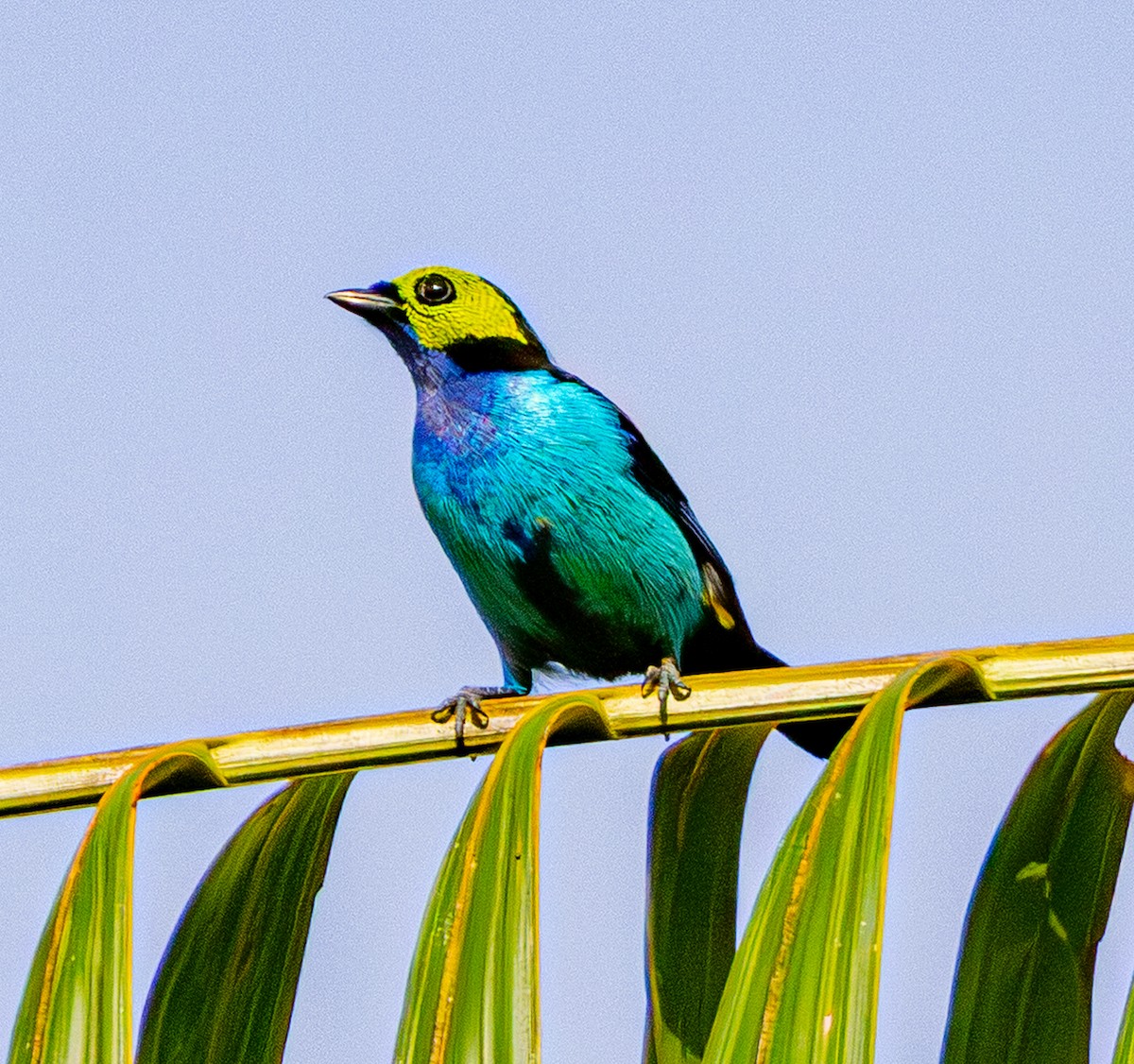 Paradise Tanager - ML642472782