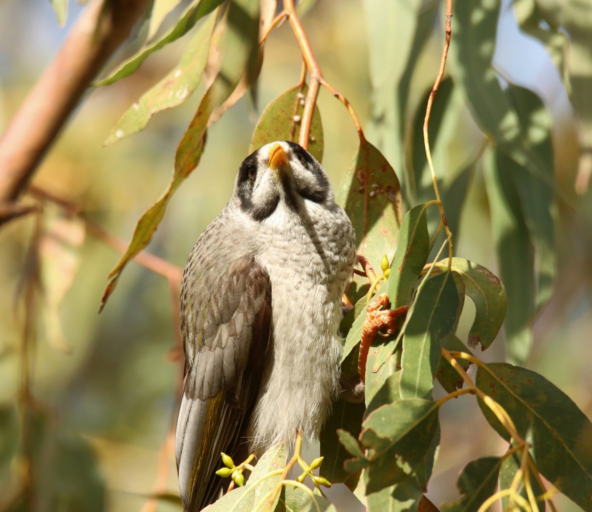 Noisy Miner - ML642472809