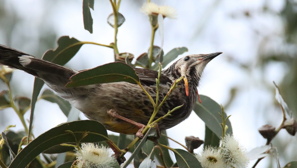 Yellow Wattlebird - ML642472818