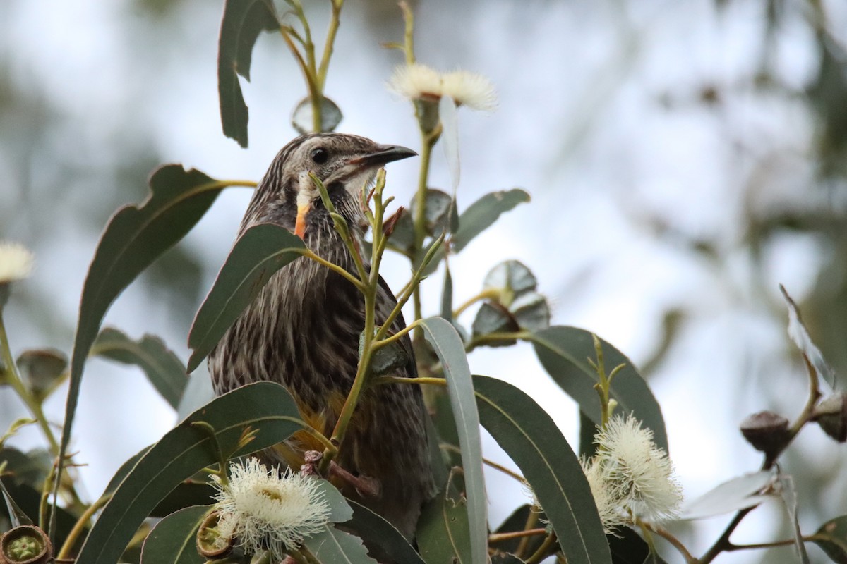 Yellow Wattlebird - ML642472819