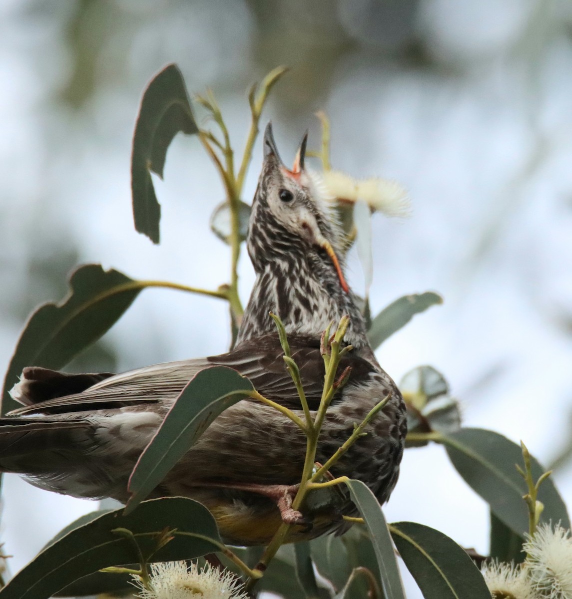 Yellow Wattlebird - ML642472820