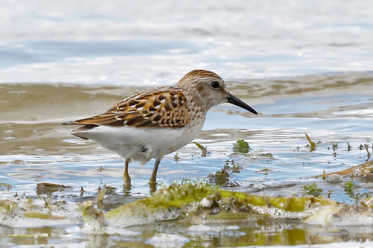 Least Sandpiper - ML642472822