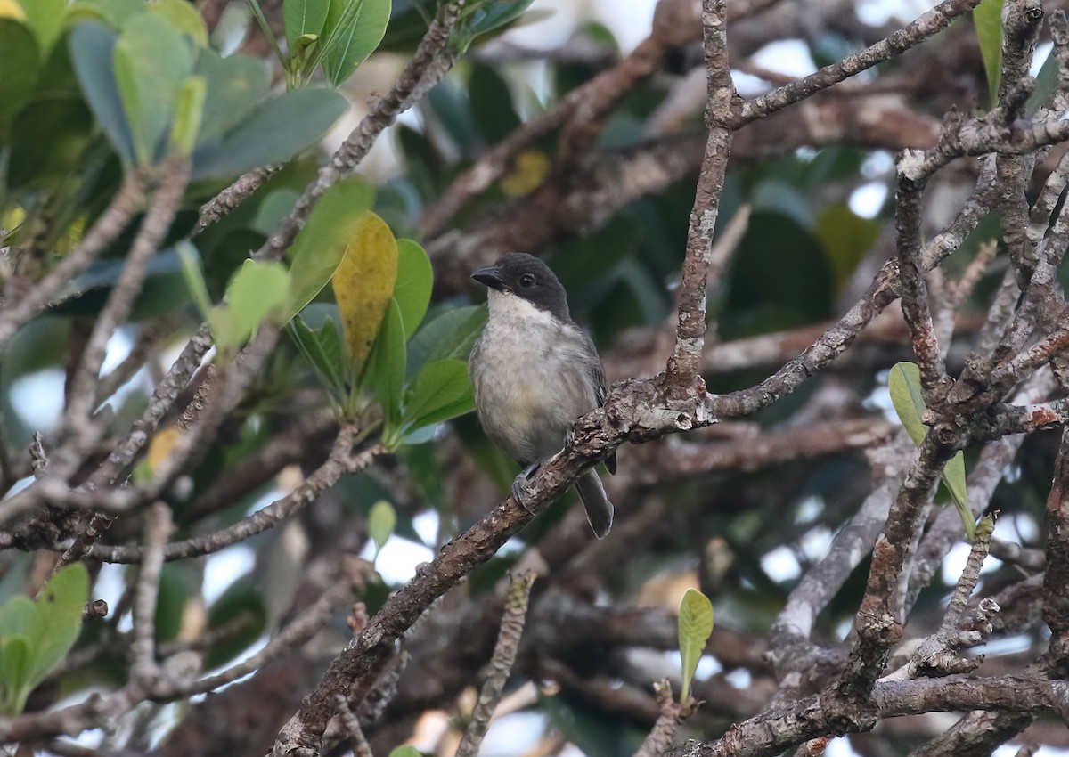 puertoricotanagar - ML642472826