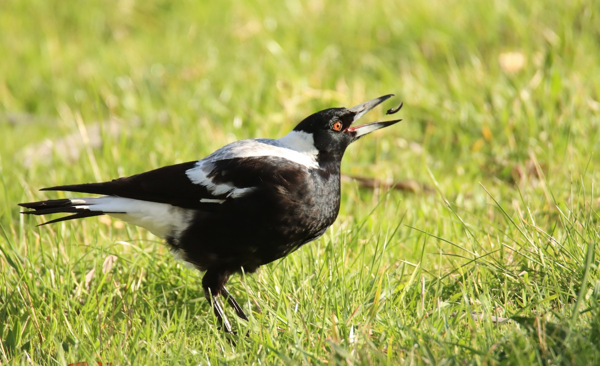 Australian Magpie - ML642472851