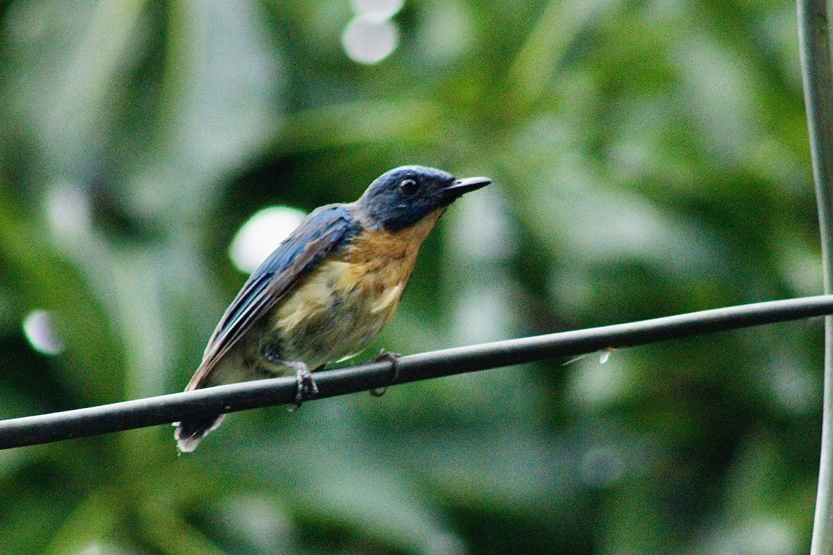 Tickell's Blue Flycatcher - ML642472858