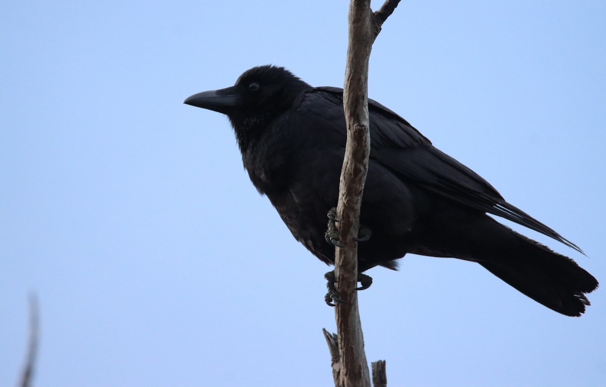 Forest Raven - ML642472918