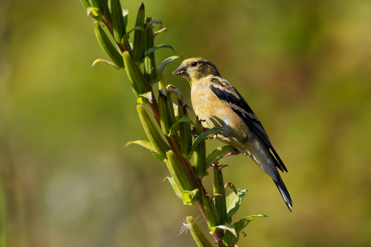 American Goldfinch - ML642472921