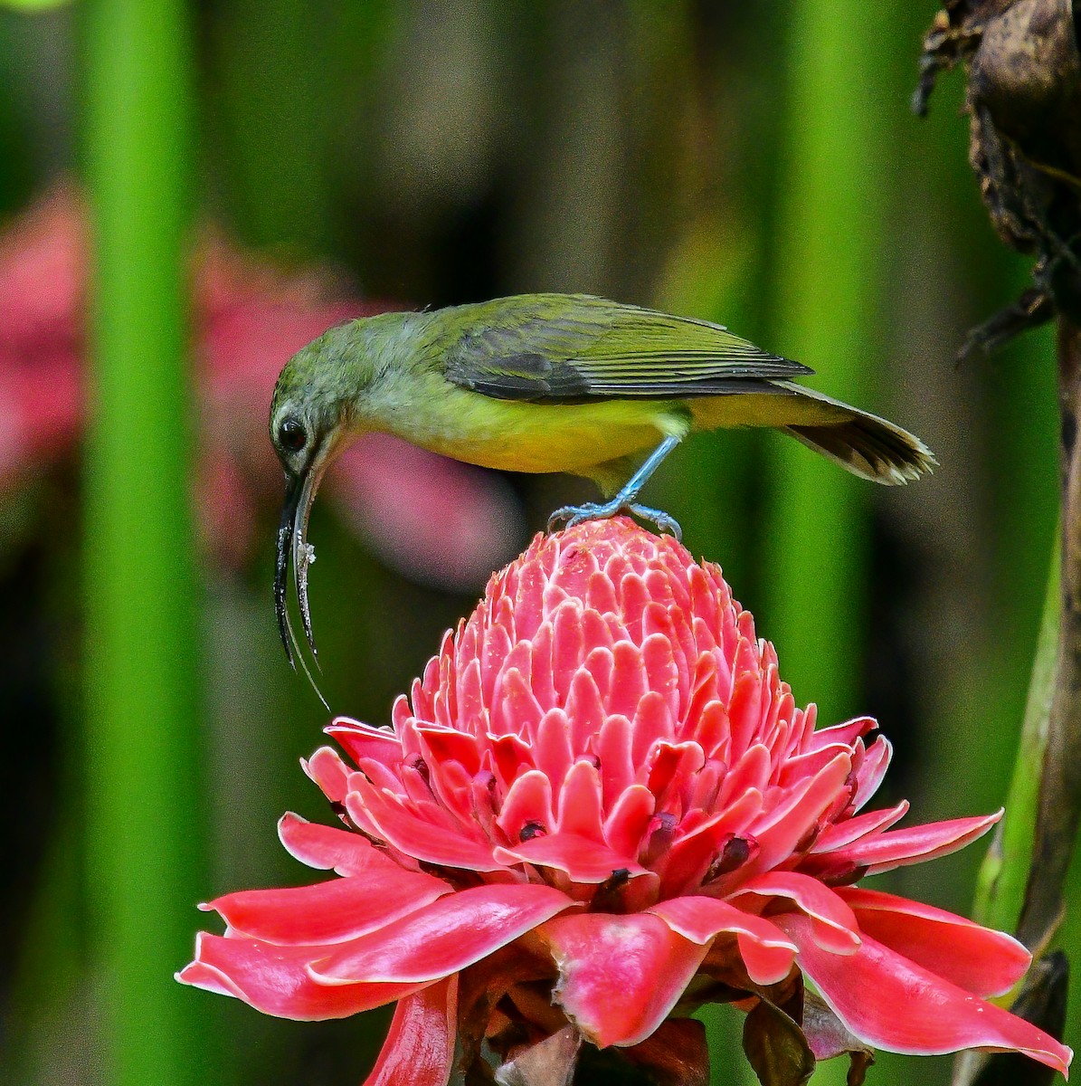Little Spiderhunter - ML642472980