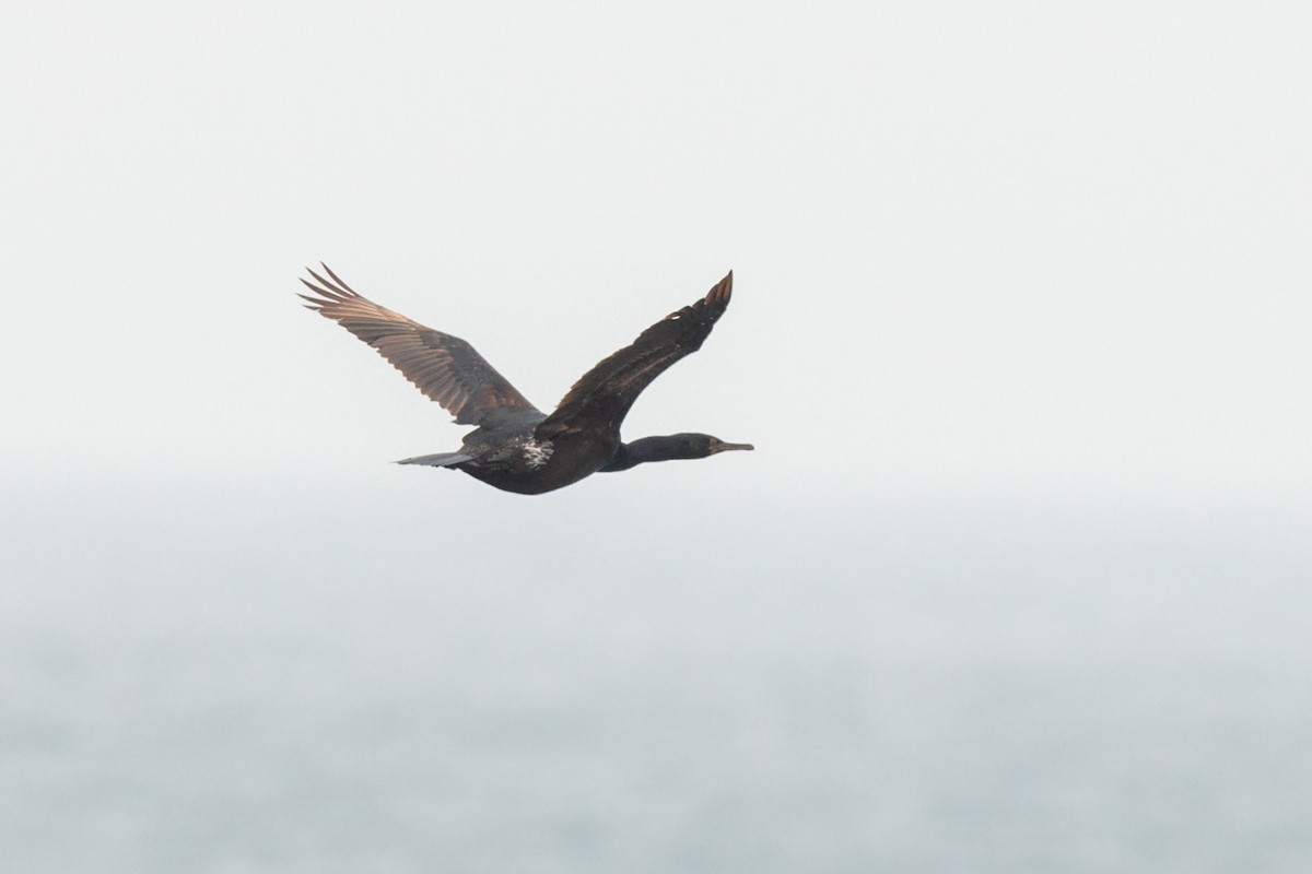 Red-faced Cormorant - ML642472983