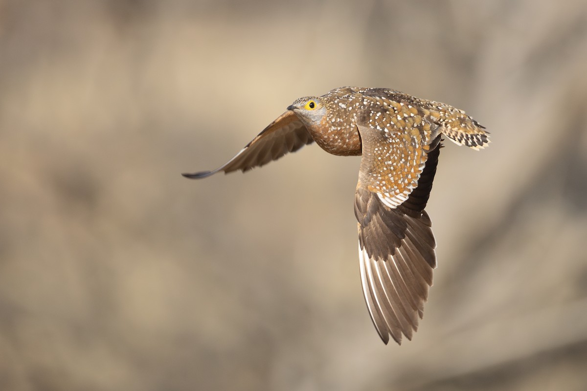 Burchell Bağırtlağı - ML642472991