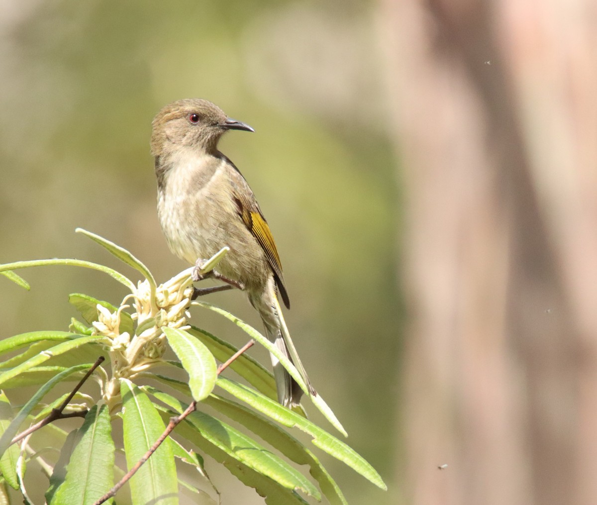 Crescent Honeyeater - ML642473004