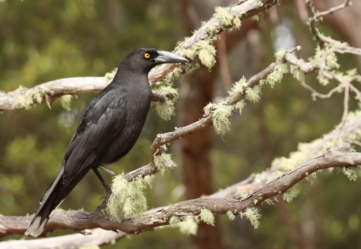 Black Currawong - ML642473010