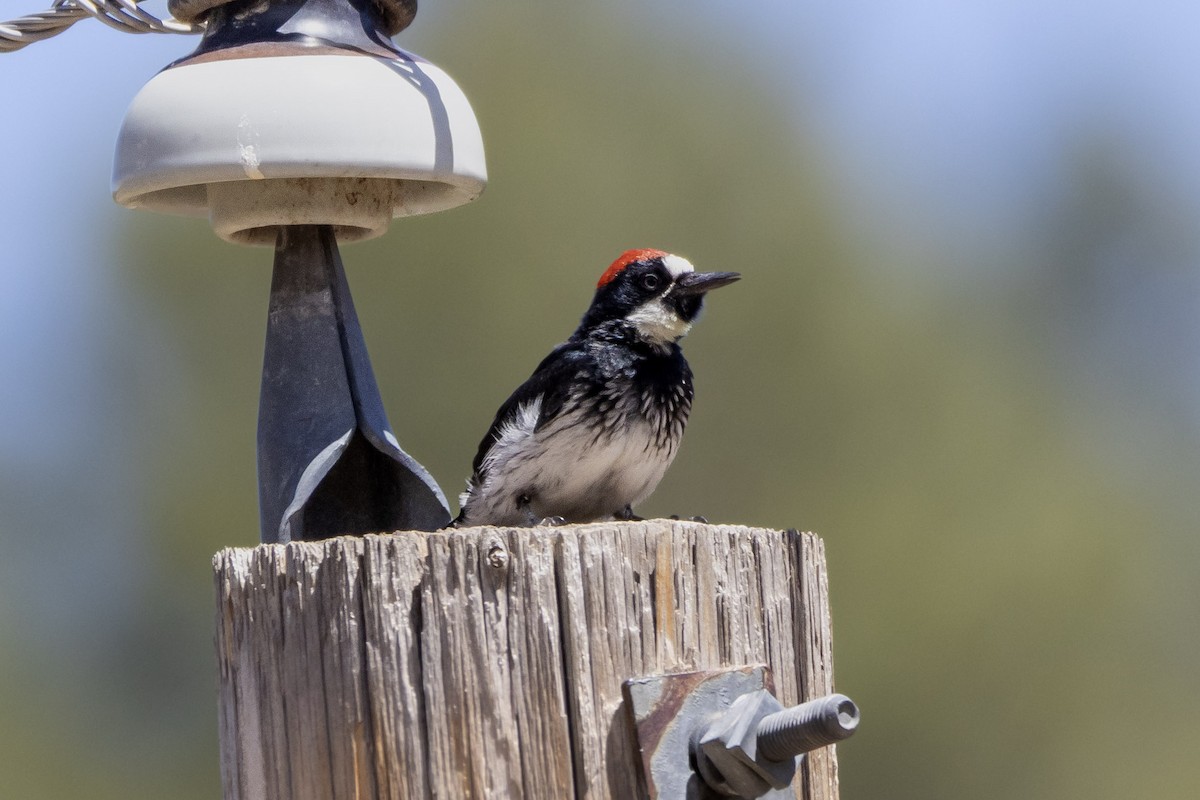 Acorn Woodpecker - ML642473017