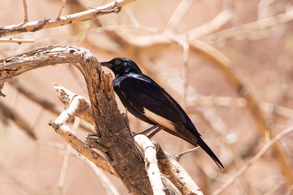Pale-winged Starling - ML642473019