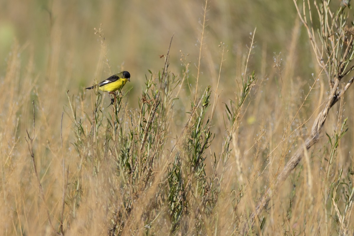 čížek mexický - ML642473038