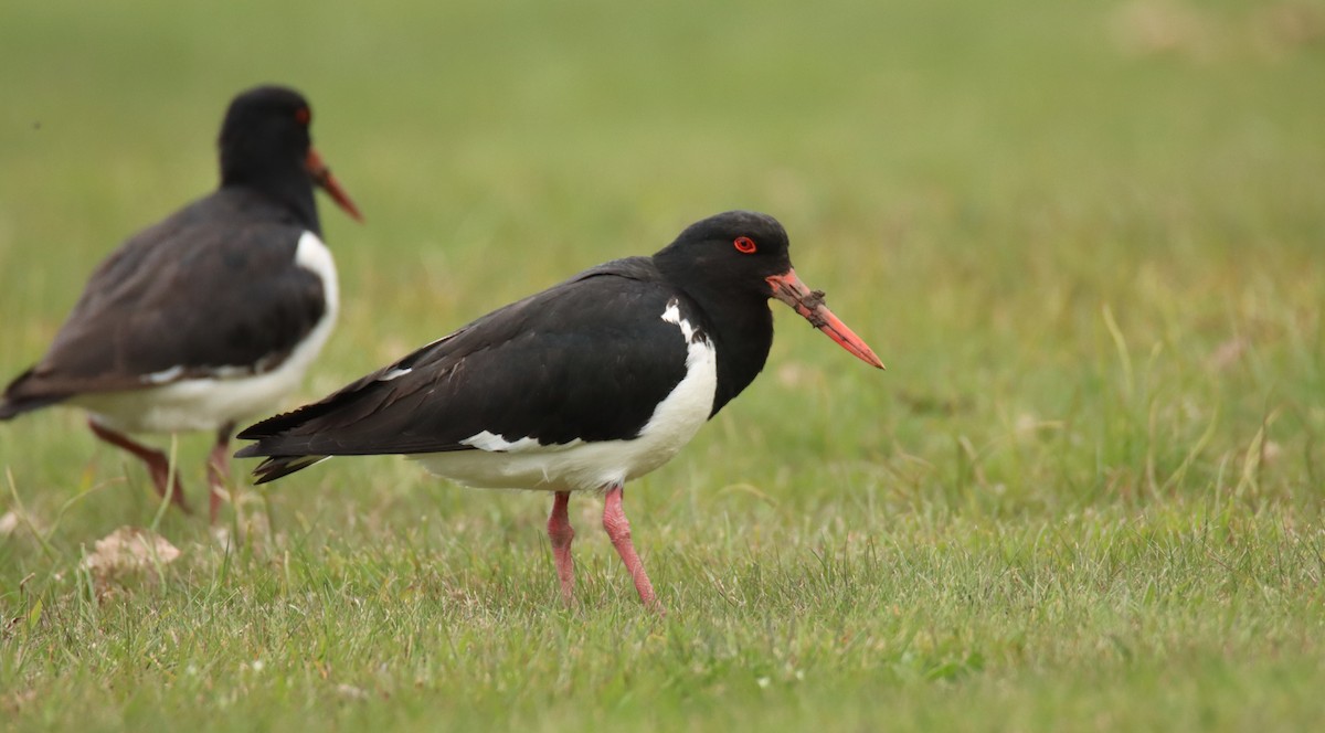 Pied Oystercatcher - ML642473039
