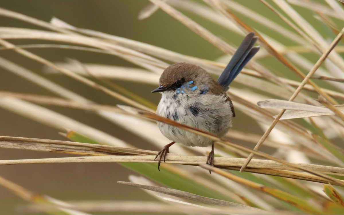 Superb Fairywren - ML642473053