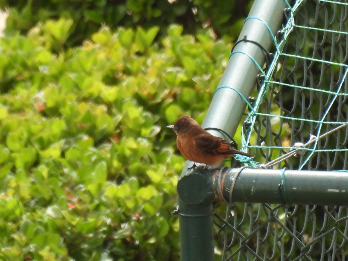Cliff Flycatcher - ML642473068