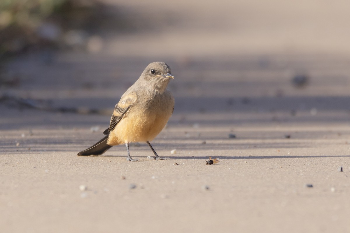 Say's Phoebe - ML642473069