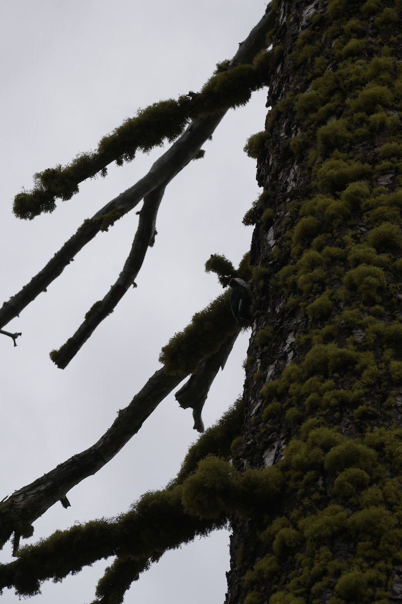 White-headed Woodpecker - ML642473086