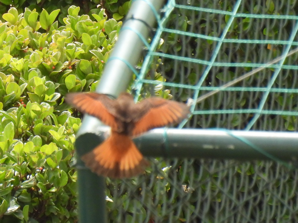 Cliff Flycatcher - ML642473087