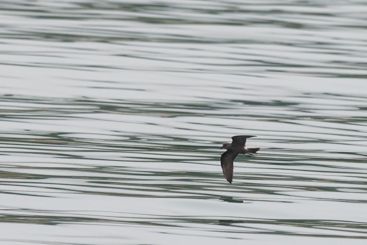 Leach's Storm-Petrel - ML642473088
