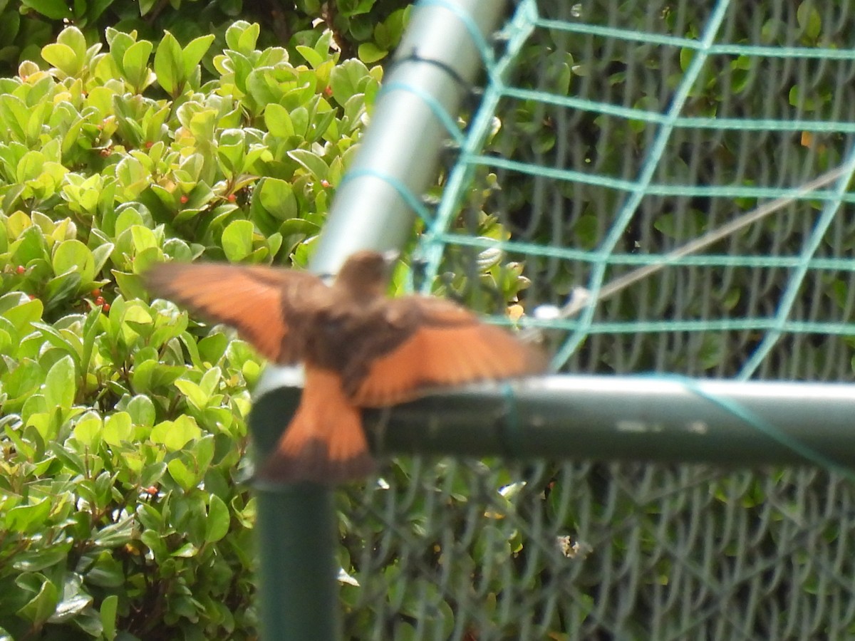 Cliff Flycatcher - ML642473092