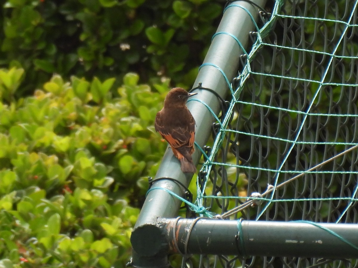 Cliff Flycatcher - ML642473098