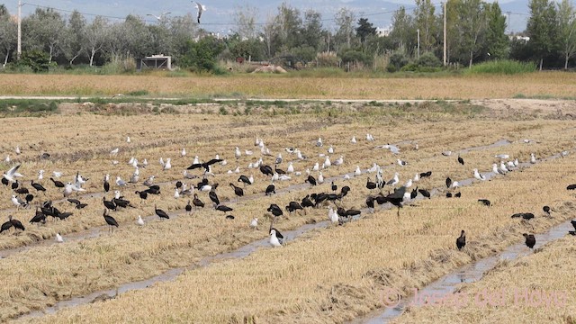 Glossy Ibis - ML642473104