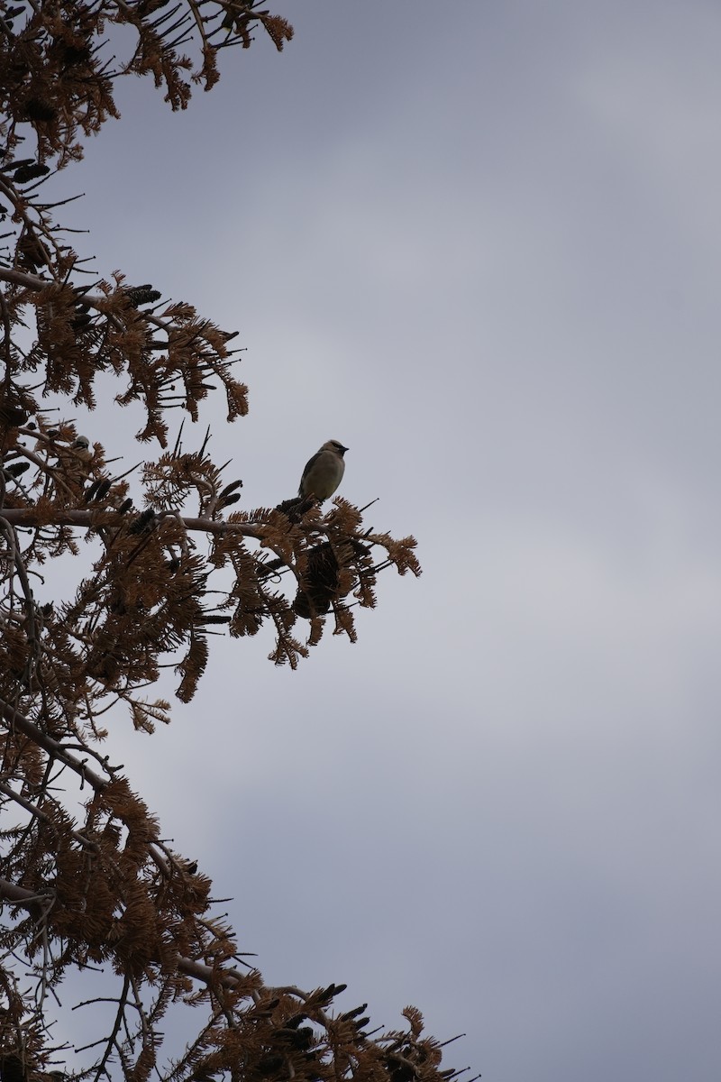 Cedar Waxwing - ML642473107