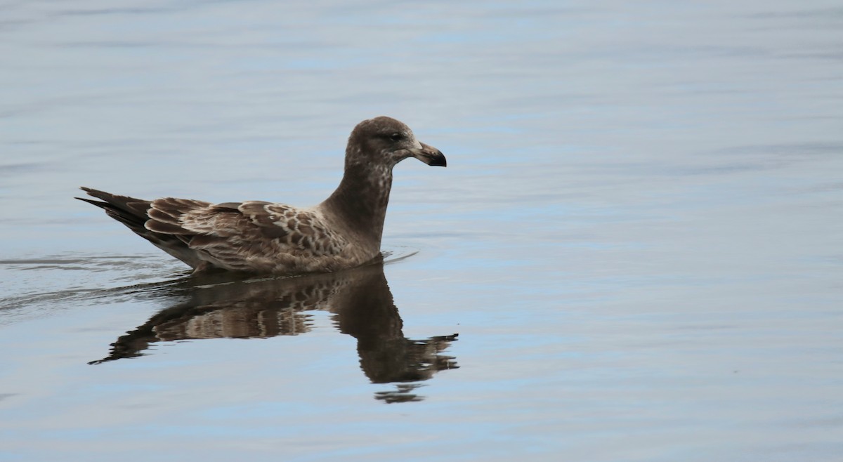 Pacific Gull - ML642473115