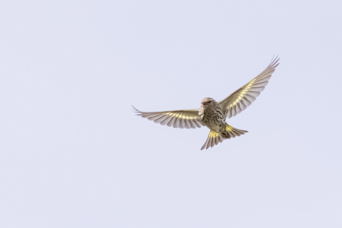 Pine Siskin - ML642473122