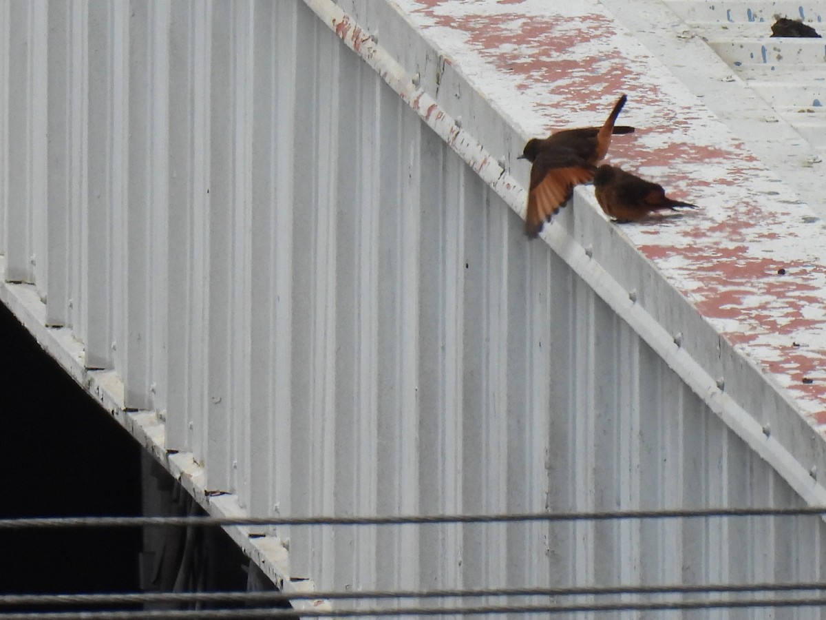 Cliff Flycatcher - ML642473123