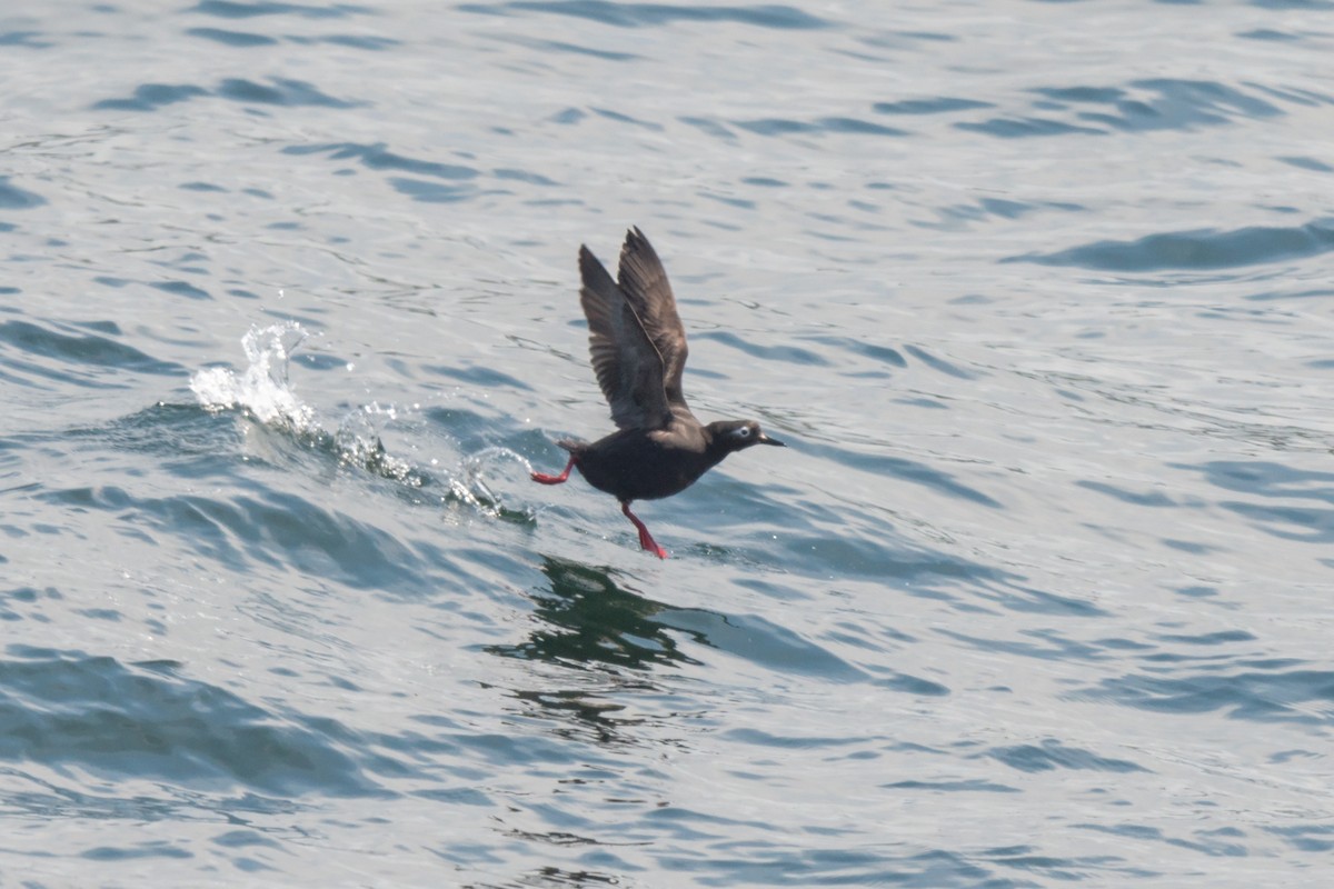 Spectacled Guillemot - ML642473133