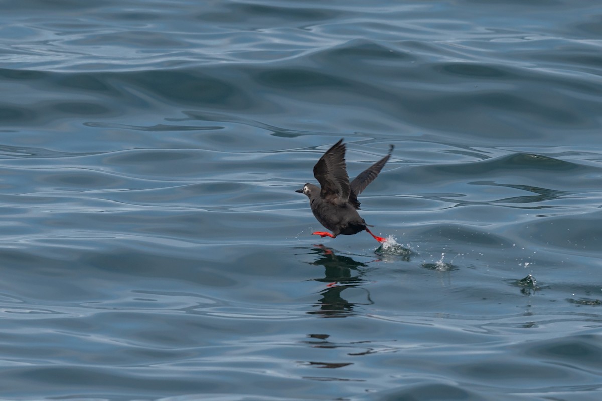 Spectacled Guillemot - ML642473134