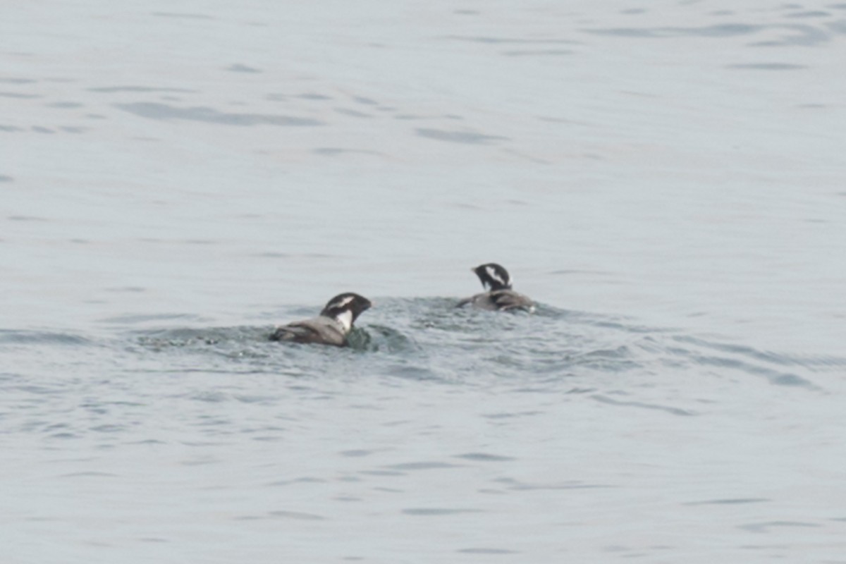 Ancient Murrelet - ML642473135