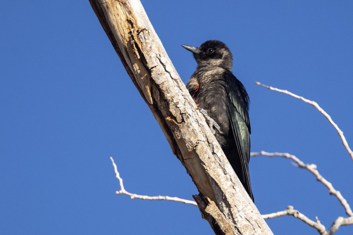 Lewis's Woodpecker - ML642473137