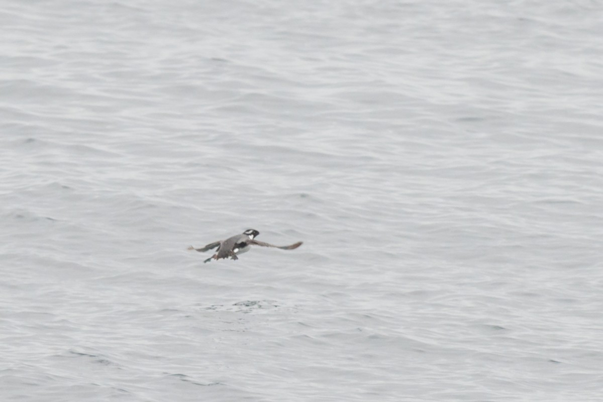 Ancient Murrelet - ML642473140