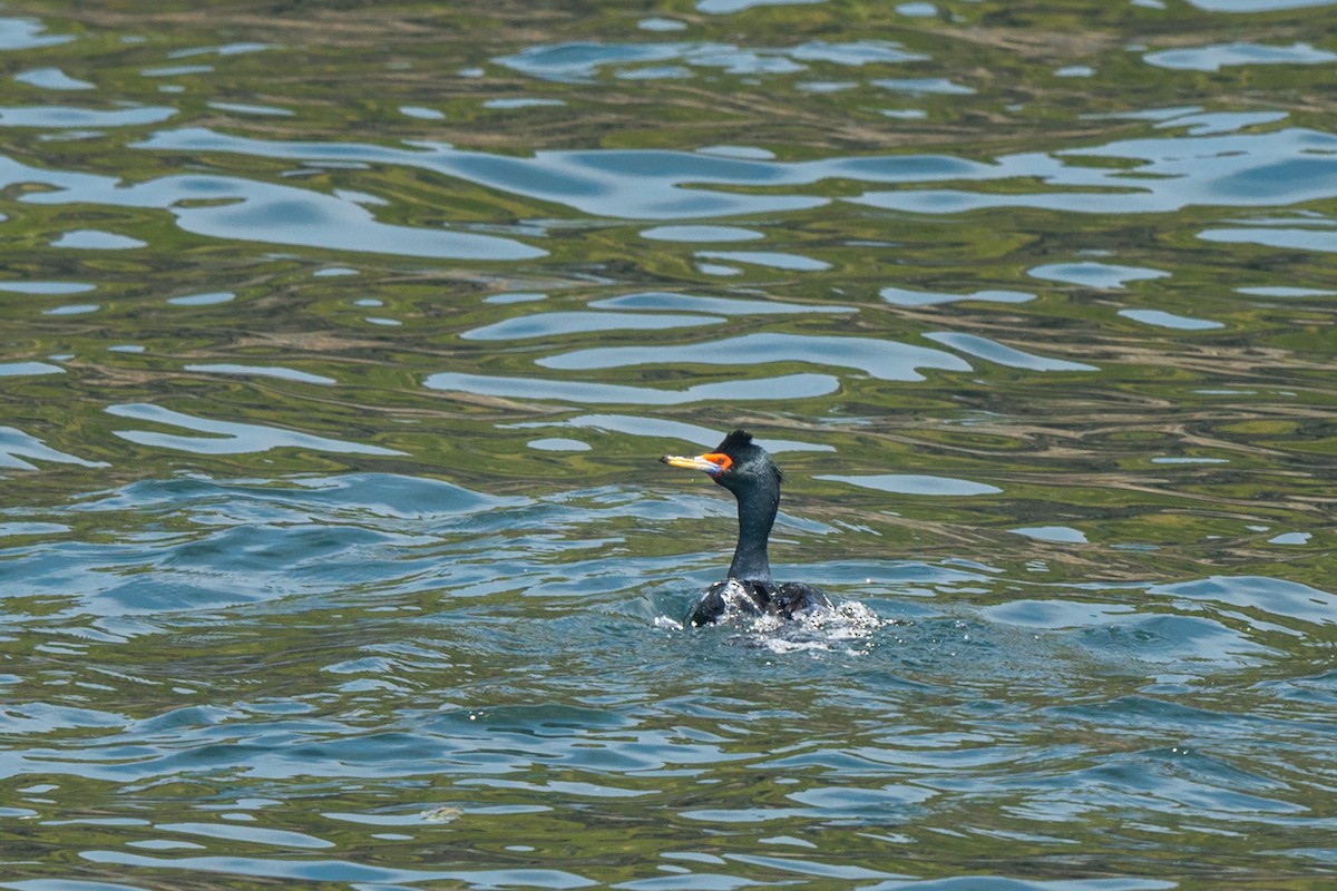 Red-faced Cormorant - ML642473145