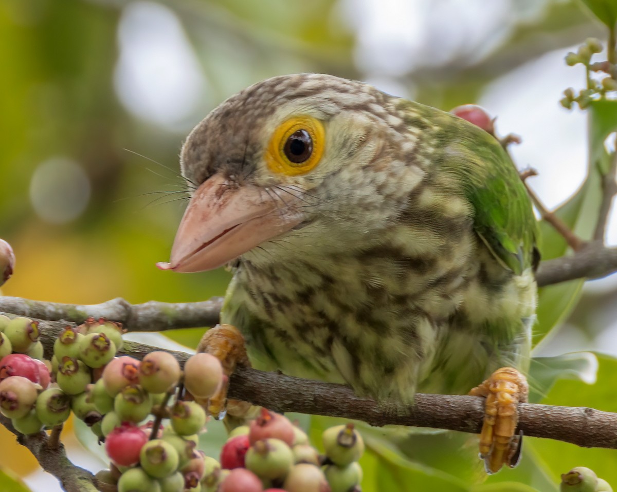 Lineated Barbet - ML642473155