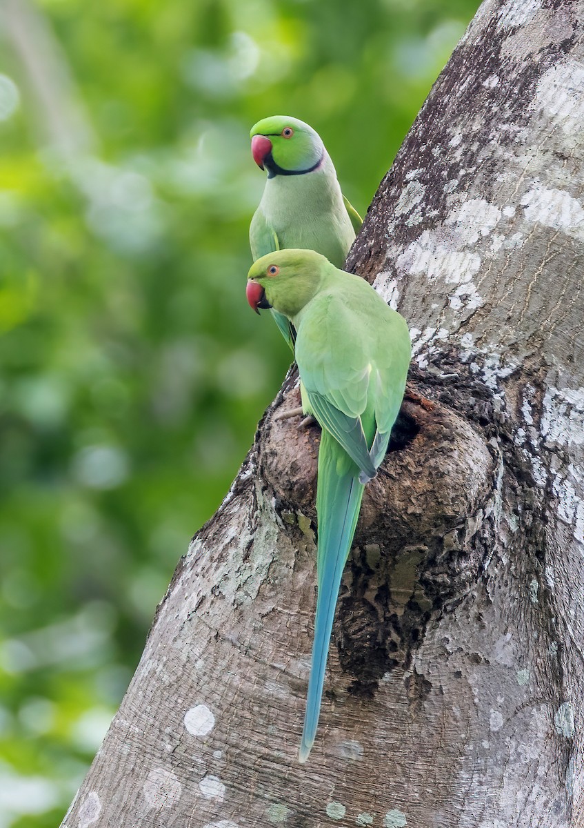 Rose-ringed Parakeet - ML642473159