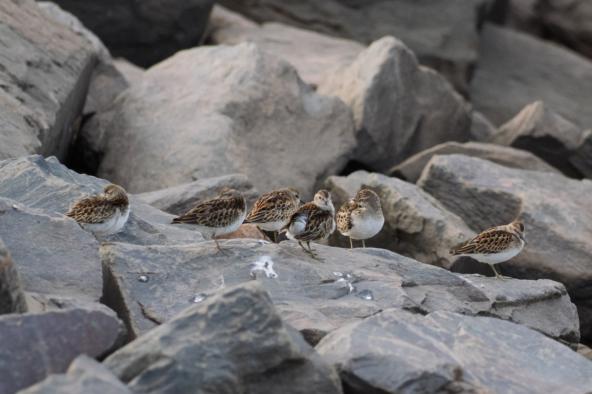 Least Sandpiper - ML642473163