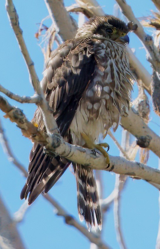 Merlin - ML642473172