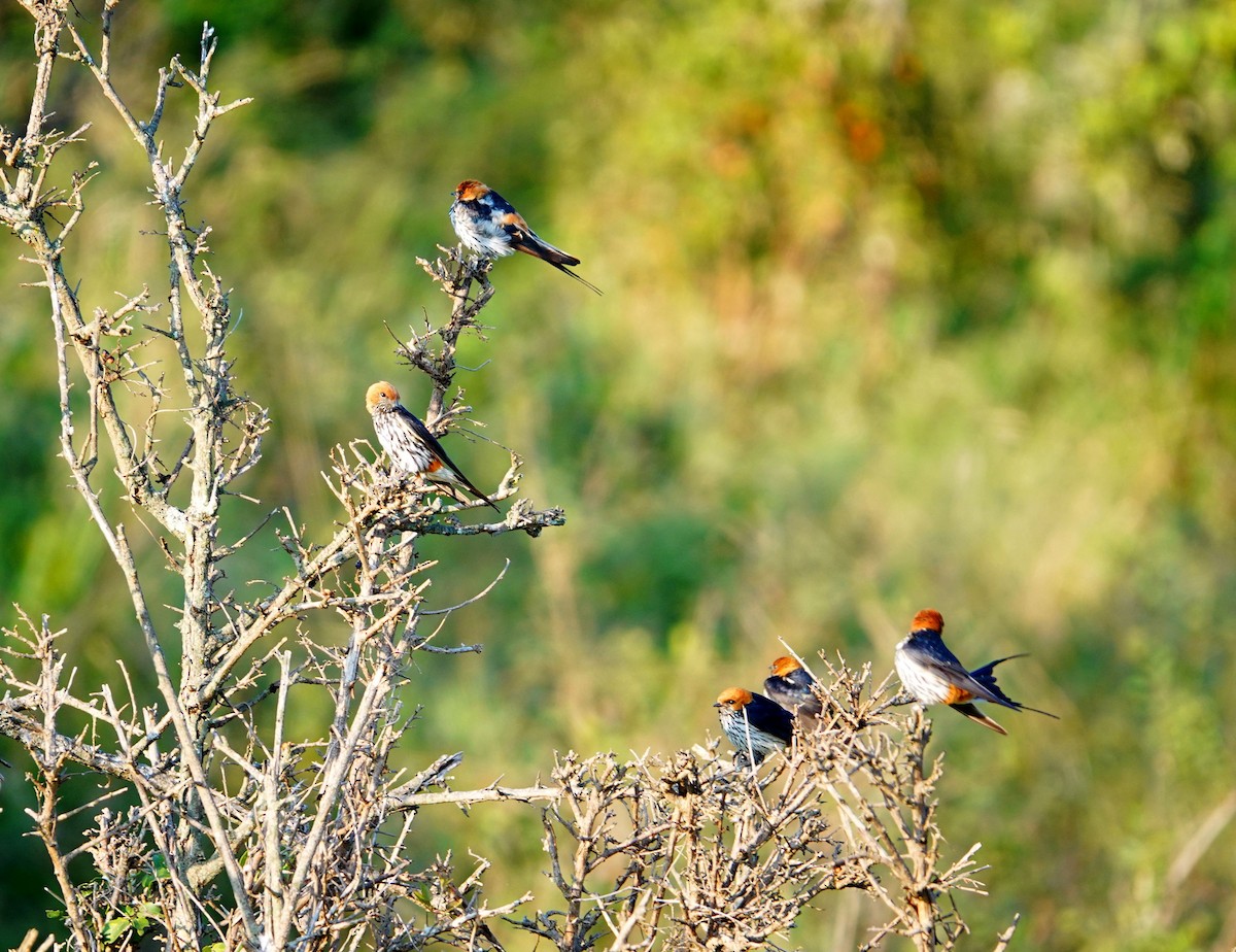Lesser Striped Swallow - ML642473173