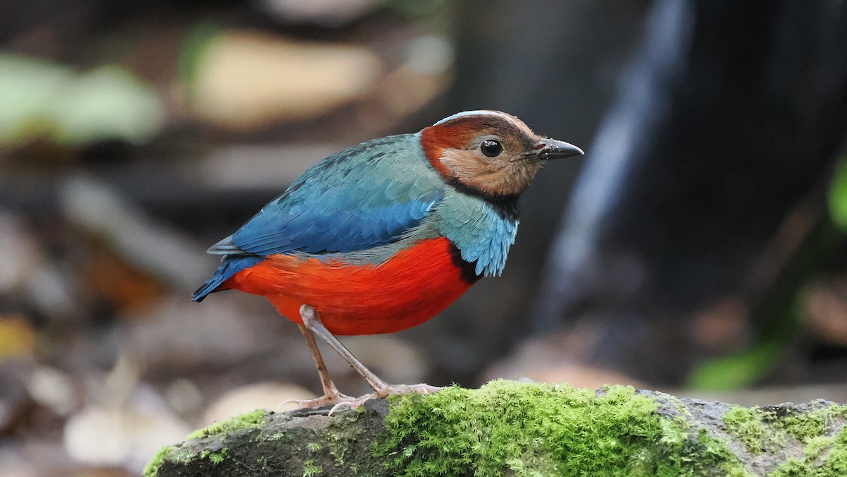 Sulawesi-Blaubrustpitta (celebensis) - ML642473191