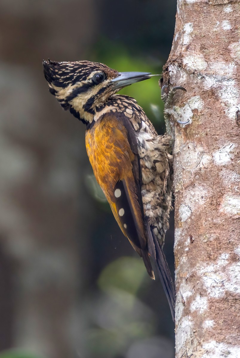 Common Flameback - ML642473200