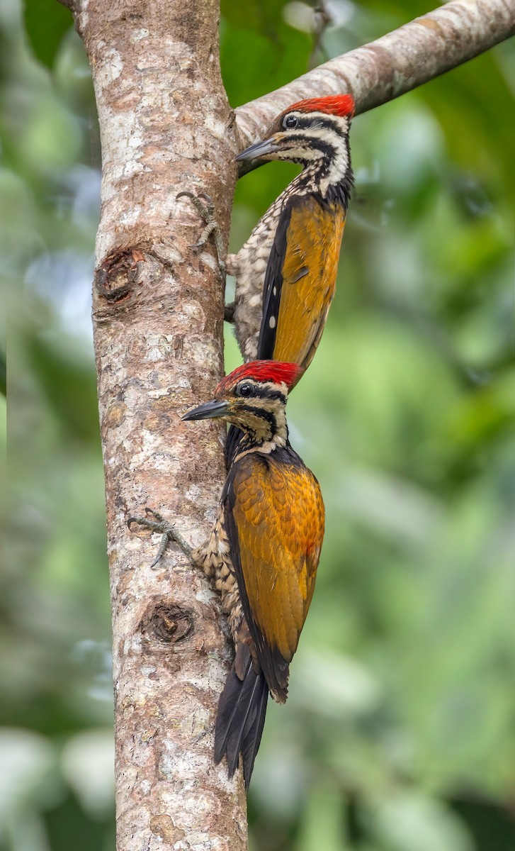 Common Flameback - ML642473201