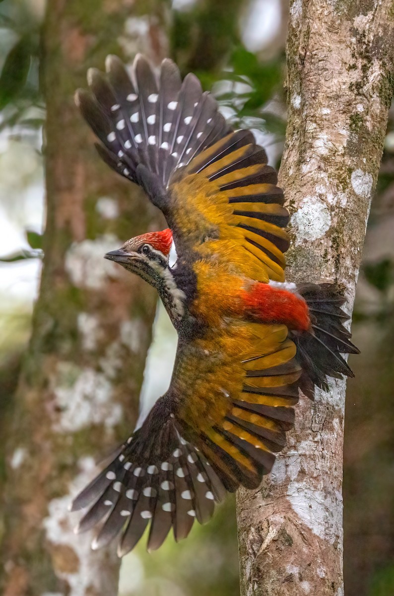 Common Flameback - ML642473202