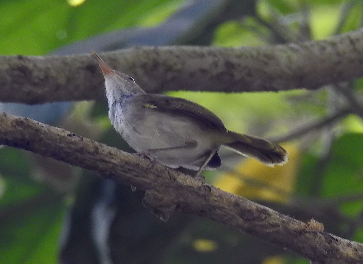 Dark-necked Tailorbird - ML642473205