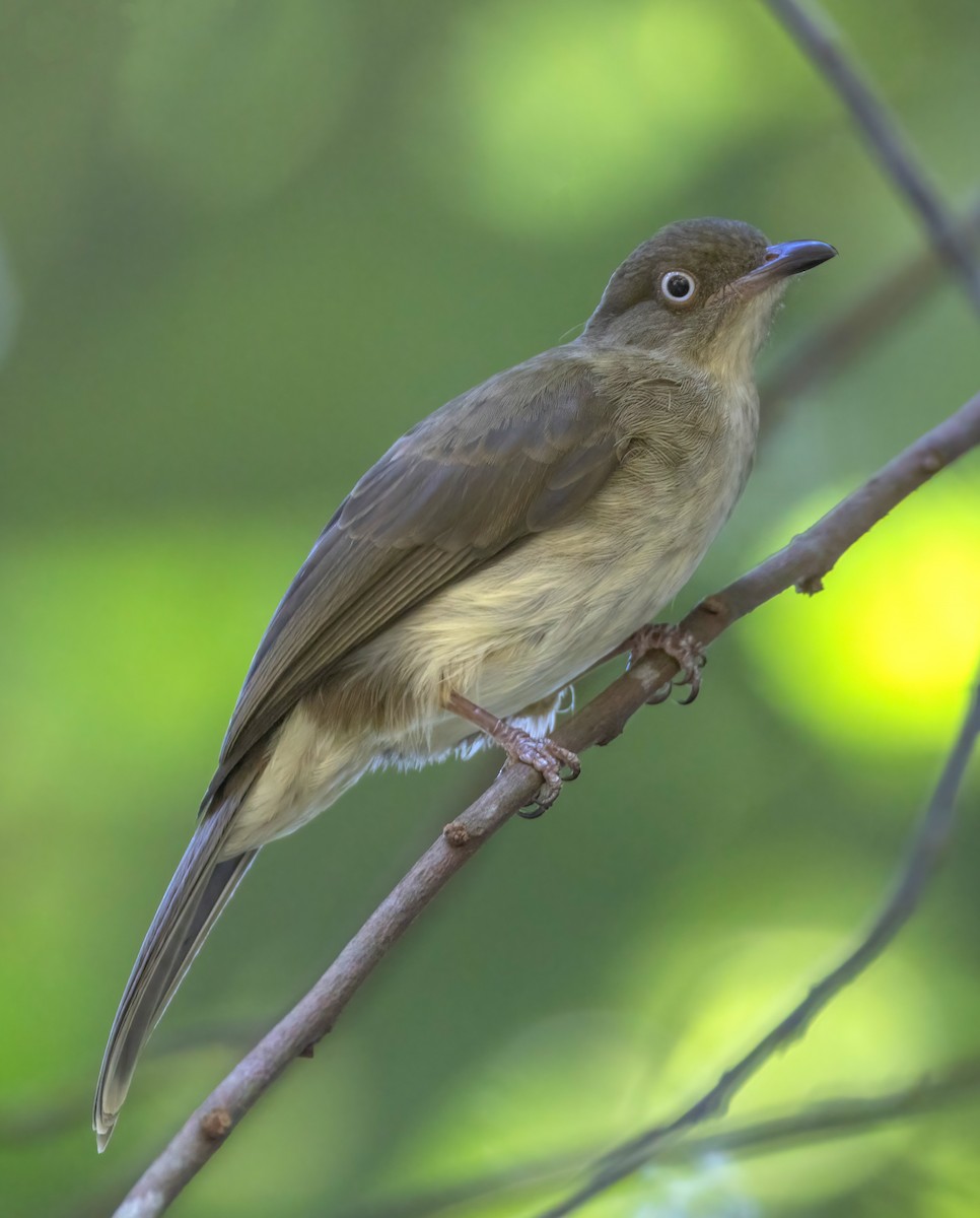 Cream-vented Bulbul - ML642473210